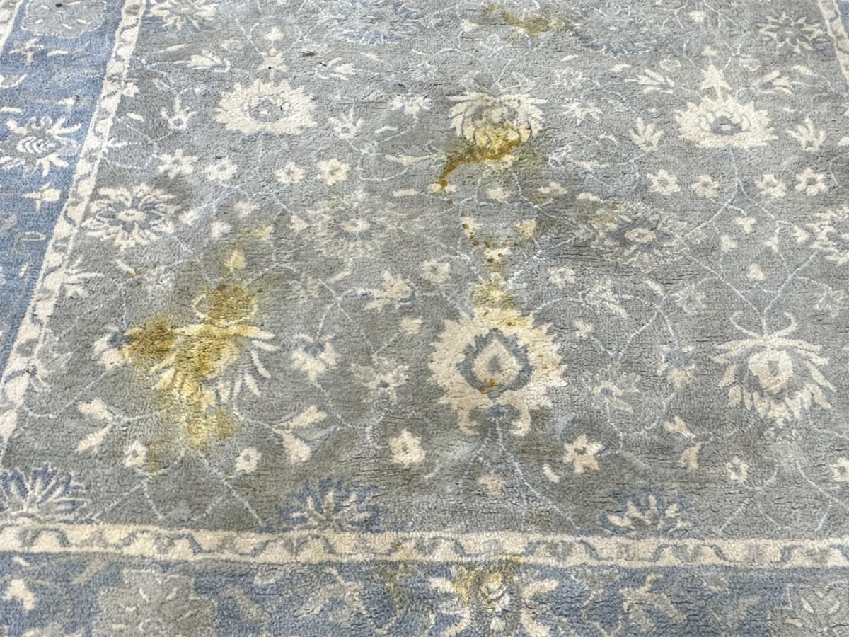 Set-in stain in a Raleigh, NC home before Aclean Steamers stain and odor treatment